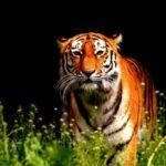 Corbett National Park - Exploring Exotic Wildlife of India