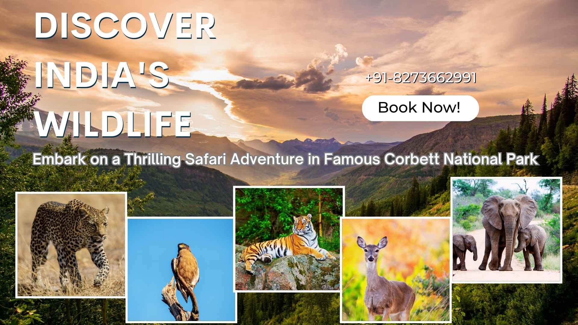 Discover India's Wildlife