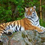 Jim Corbett National Park - The Tiger Country