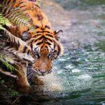 Travel to Corbett National Park, Land of the Tiger